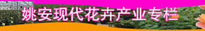 姚安現代花卉產業專欄